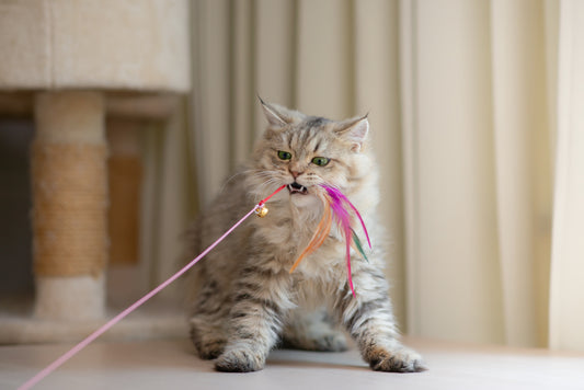 Feather Wand Cat Teaser Toy