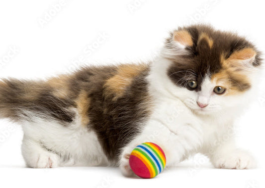 Cat Toy Balls for interactive play