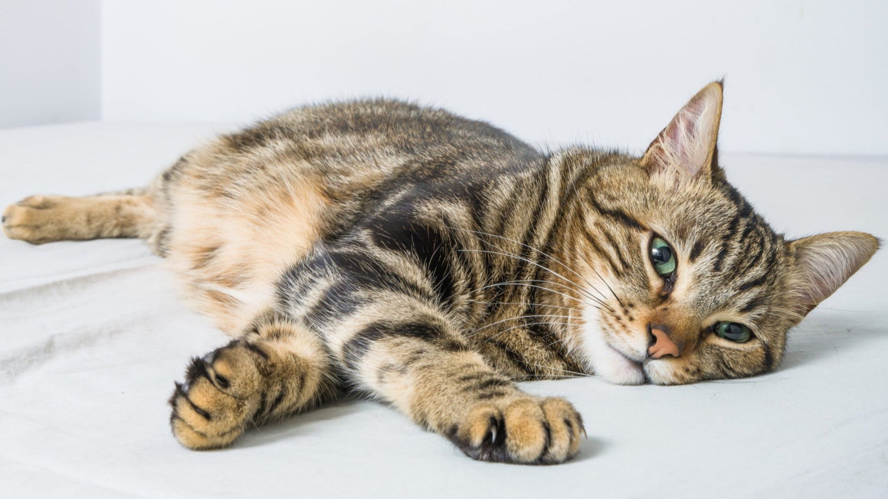 Cat lying on a white surface with a plain background